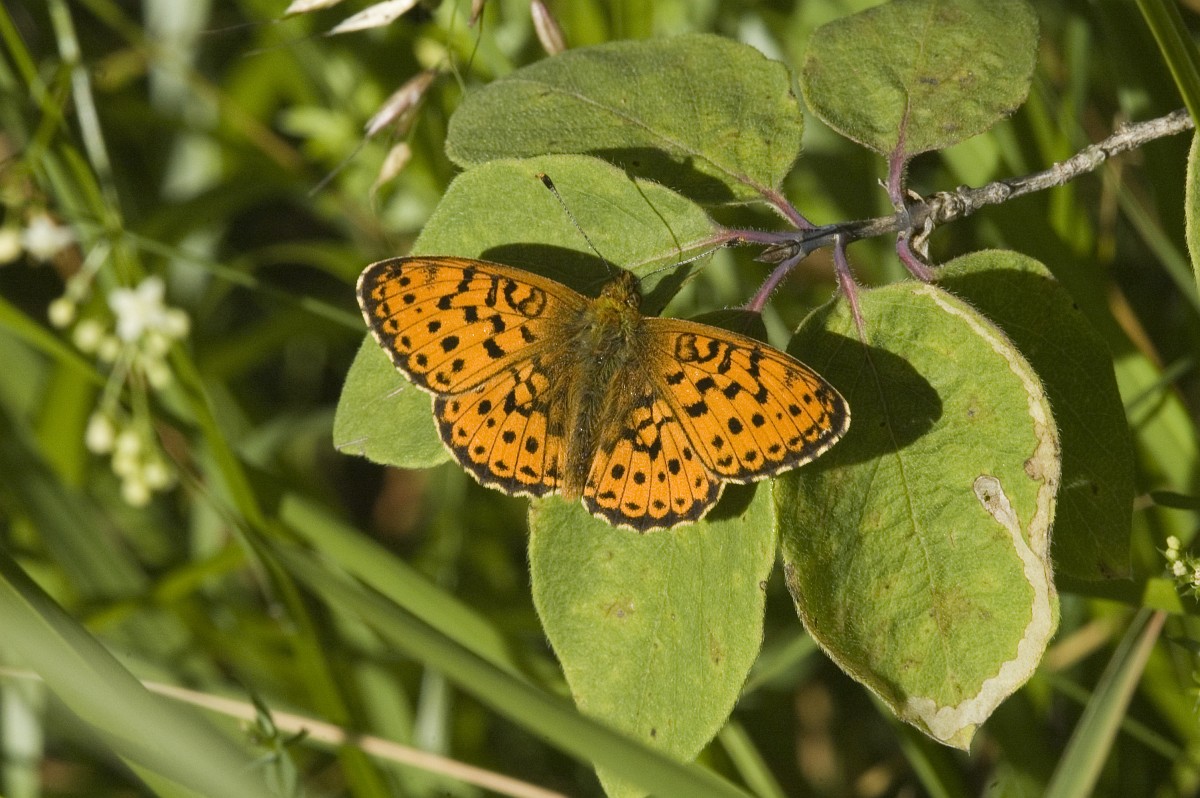 Brenthis ino, Lesser Marbled Fritillary